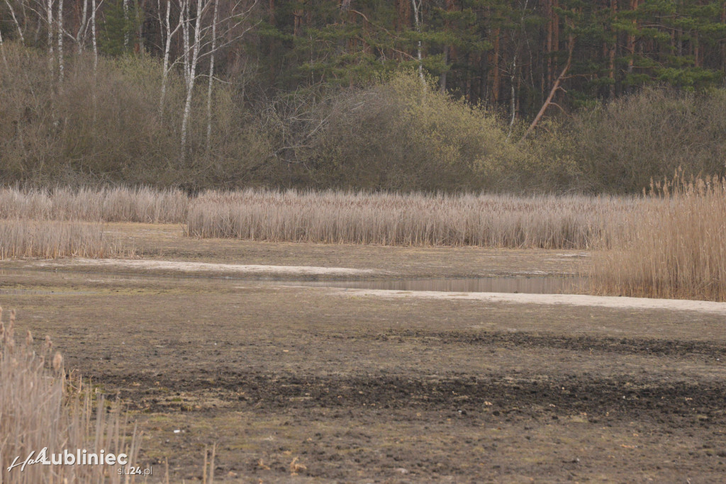 Staw Piegża wysycha