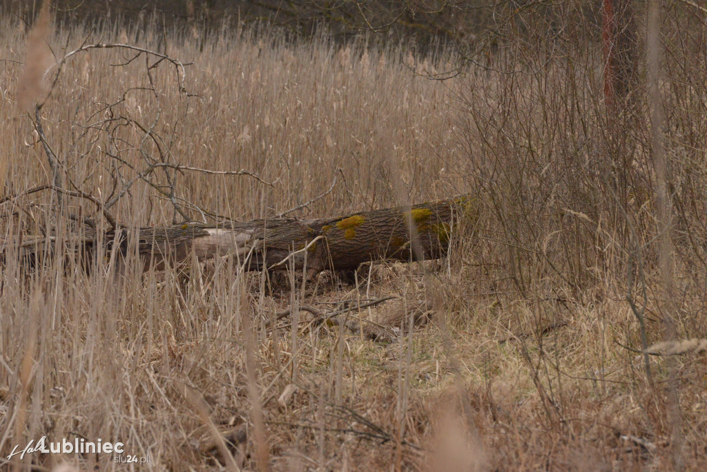 Staw Piegża wysycha