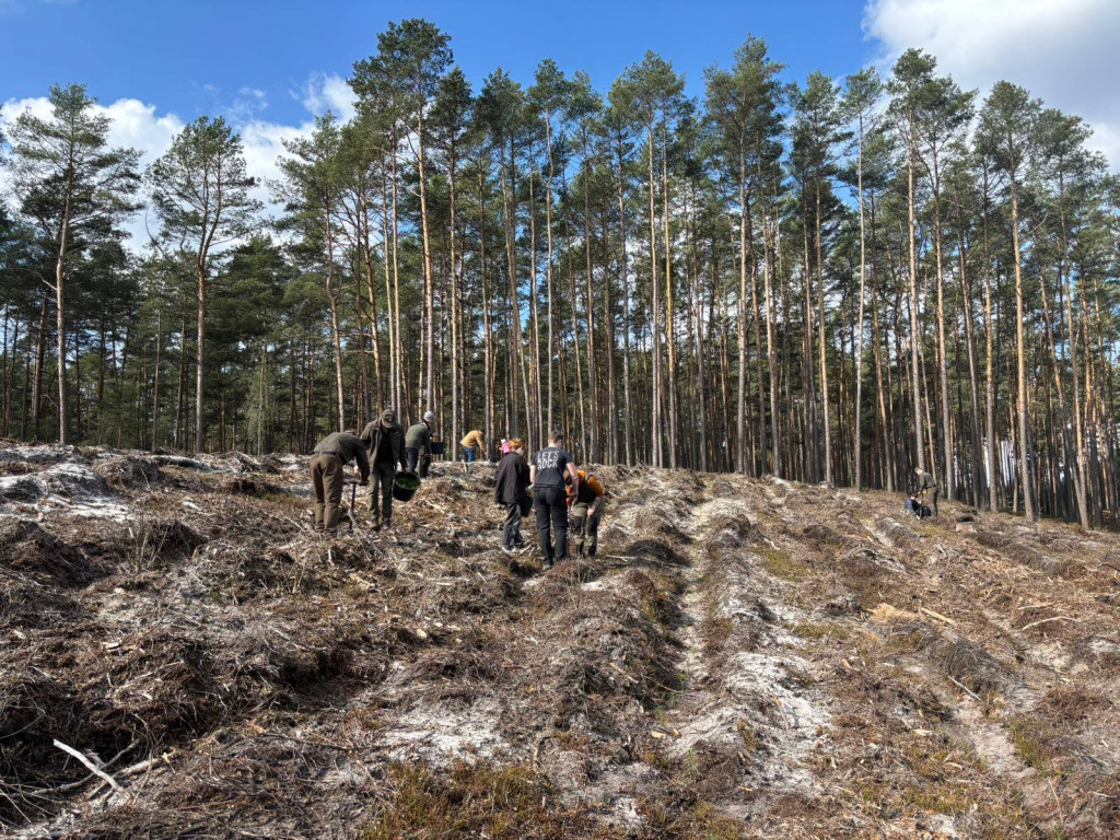 Mieszkańcy posadzili las z leśnikami w Lublińcu