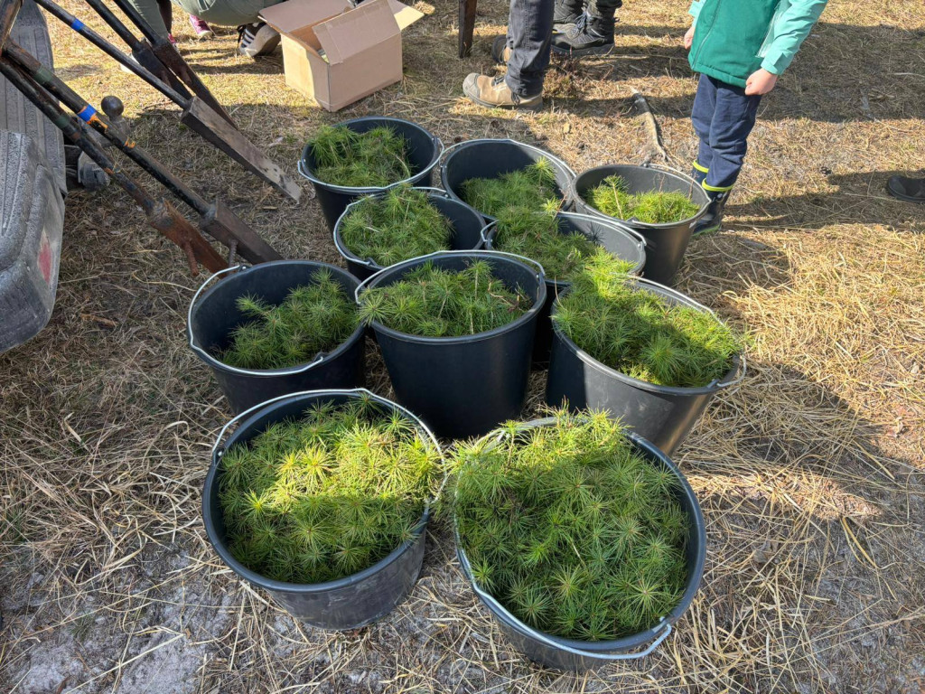 Mieszkańcy posadzili las z leśnikami w Lublińcu