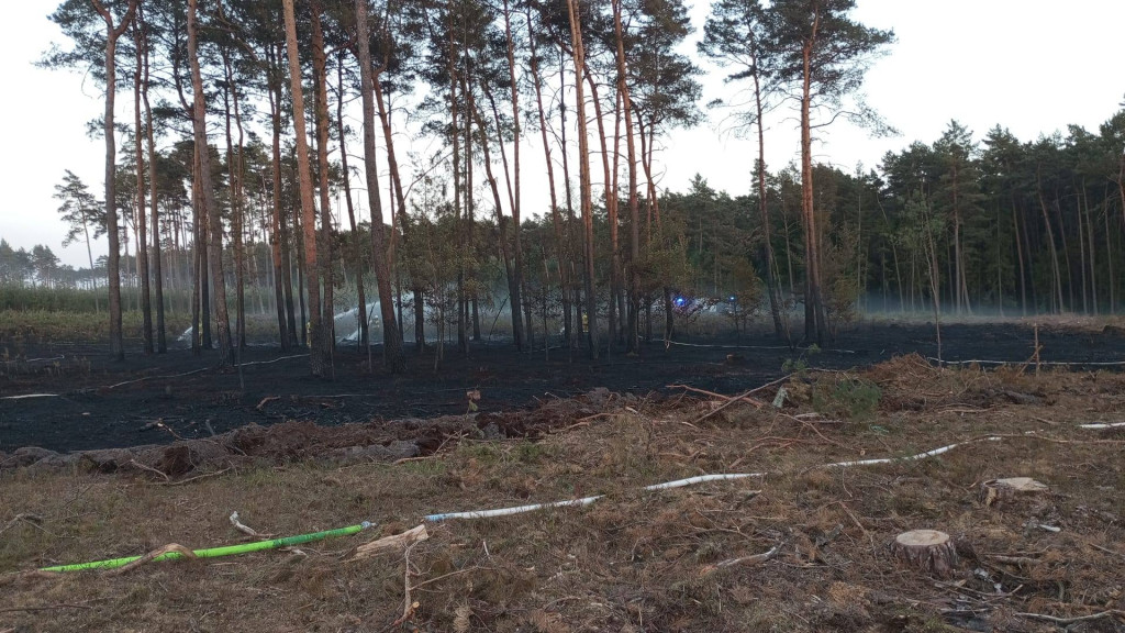 Pożar lasu, kilka zastępów strażackich w akcji