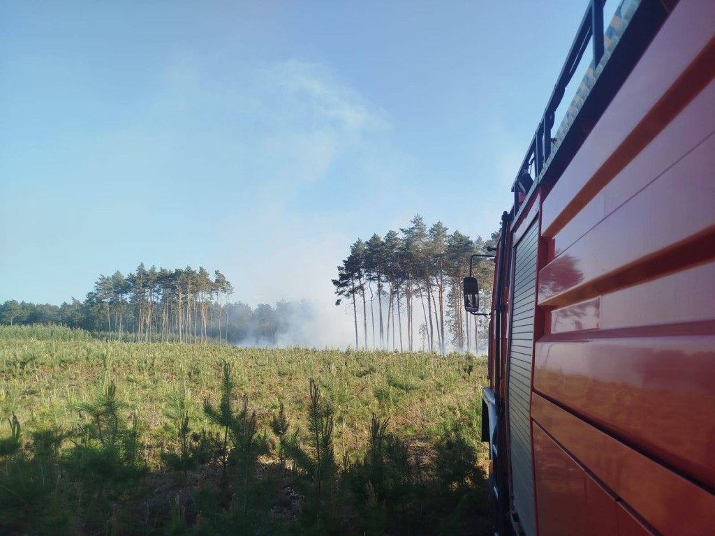 Pożar lasu, kilka zastępów strażackich w akcji