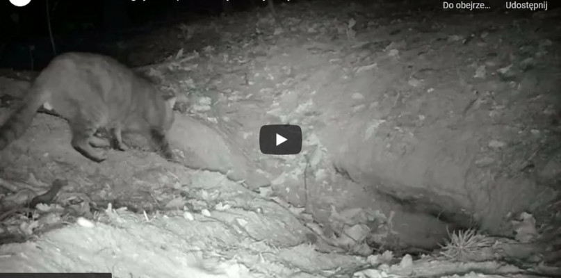 Kadr z filmu Nadleśnictwa Lubliniec