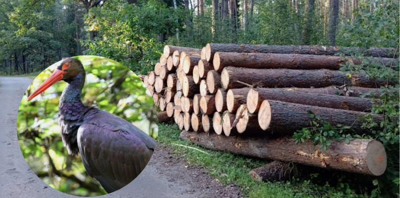 Wstrzymano prace w lesie. Wszystko przez znalezisko mieszkańca