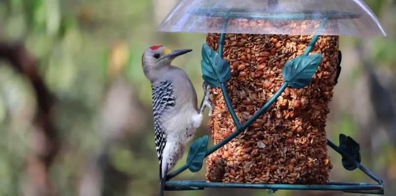 Zrób karmnik - pomóż ptakom zimą. Rada zachęca uczniów do udziału w akcji