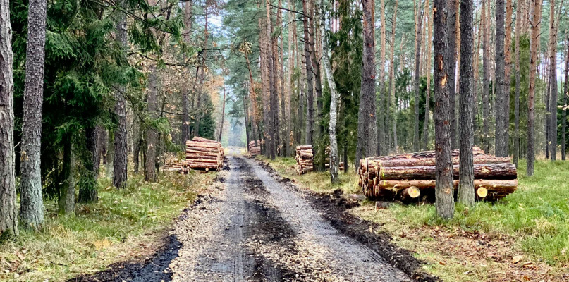Skala wycinek lasów w Lublińcu przeraża przewodniczącego rady miejskiej