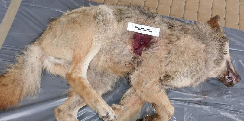 W lasach w okolicy Koszęcina w czasie polowania dewizowego zastrzelono wilka/Zdjęcie poglądowe. fot. Archiwum stowarzyszenia