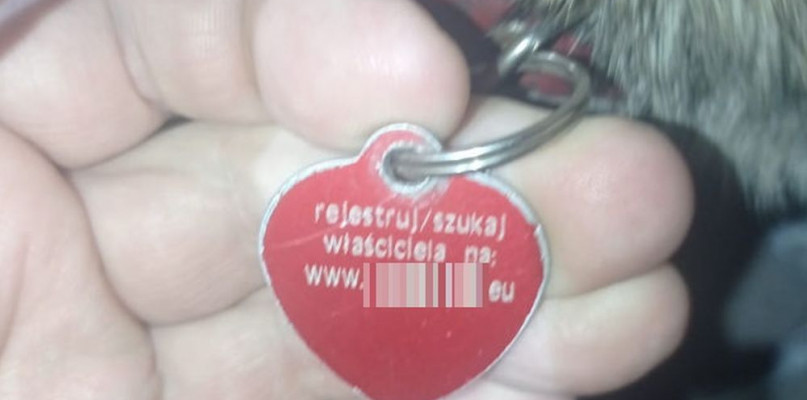 Kajtek miała obrożę z identyfikatorem. Fot. Archiwum policji