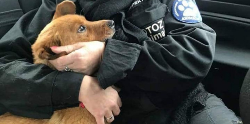 Fot. OTOZ Animals Lubliniec/ FB