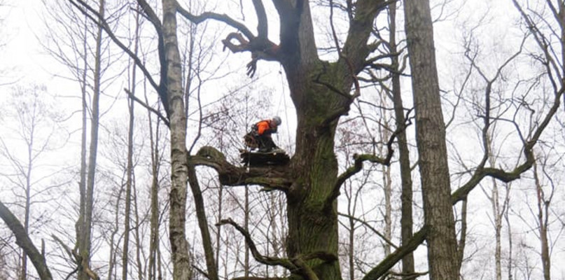 Remont gniazda bocianów czarnych. Fot. Archiwum Nadleśnictwa Lubliniec 