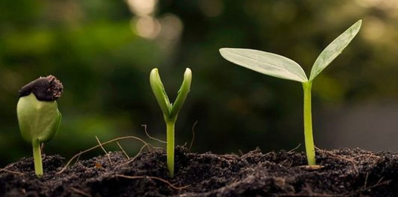 W sobotę każdy może posadzic las. Fot. Nadleśnictwo Lubliniec