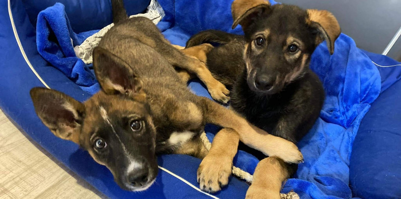 Fot. OTOZ Animals Lubliniec