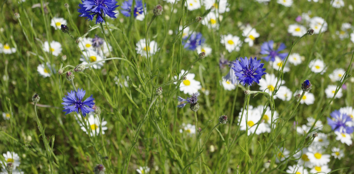 Pieniądze mają pójść m.in. na łąkę kwietną. Zdjęcie poglądowe, Pixabay