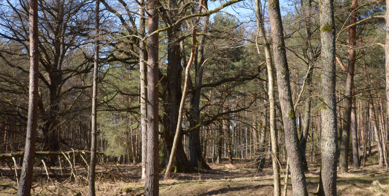Jarosław Mielczarek dodaje, że w lasach jest bardzo sucho, a dopóki trawa się nie zazieleni jest wyjątkowo niebezpiecznie, gdy chodzi o zagrożenie pożarem. Fot. Jarosław Myśliwski
