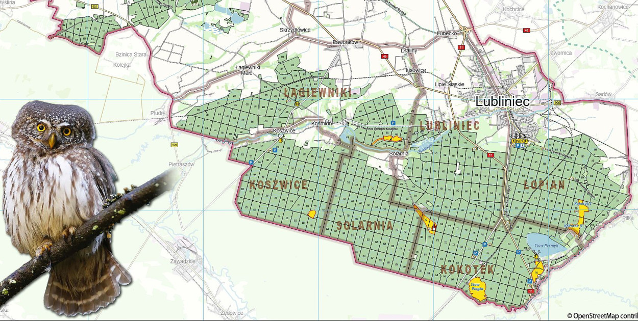 2800 egzemplarzy w wersji drukowanej czeka na chętnych w Nadleśnictwie Lubliniec. Mapę można też pobrać w wersji elektronicznej