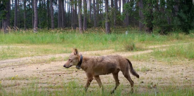 Wilk z Austrii osiedlił się w lasach lublinieckich. Fot. Archiwum  Stowarzyszenie dla Natury Wilk