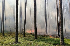 Pożar w leśnictwie Kokotek, wezwano śmigłowiec-632