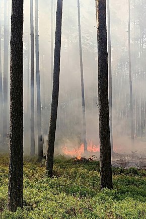Pożar w leśnictwie Kokotek, wezwano śmigłowiec-632
