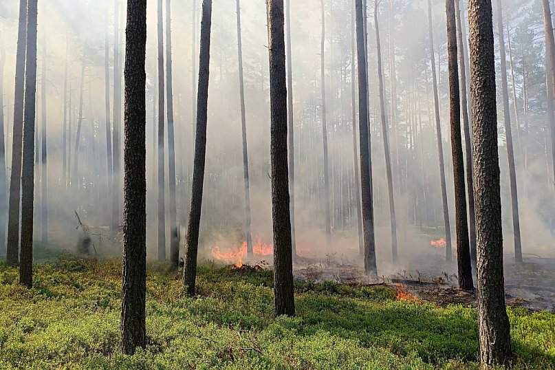 Pożar w leśnictwie Kokotek, wezwano śmigłowiec