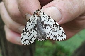 Lubliniec. Pułapki w lesie. Nie niszcie ich-648