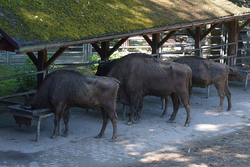 Pokazowa Zagroda Żubrów w Pszczynie