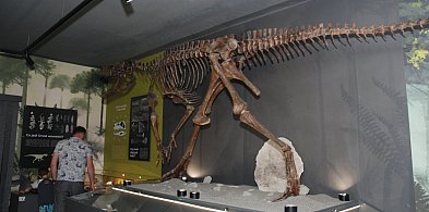 Lisowice. Muzeum paleontologiczne już otwarte [FOTO]-6460