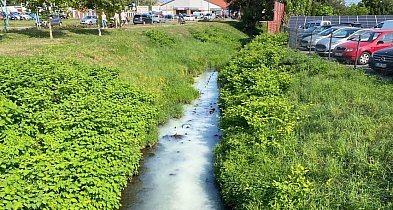 Ścieki w Potoku Steblowskim. Po interwencji radnego, zgłosił się sprawca-8016