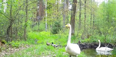 Powiat lubliniecki. Kto ukradł fotopułapkę?-9008