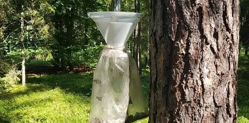 Leśne pułapki w Lublińcu: Kontrola populacji motyli - 11019