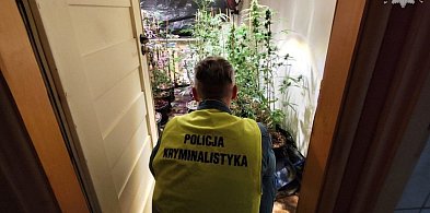 Wpadł plantator marihuany z Kalet. Aparaturę znaleziono w lublinieckim-11159