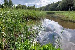 Wiekowe dęby i Klepaczka. Ścieżka nad potokiem Leśnica w Koszęcinie-11276