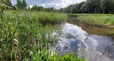 Wiekowe dęby i Klepaczka. Ścieżka nad potokiem Leśnica w Koszęcinie-11276