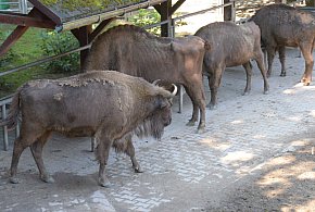 Pokazowa zagroda żubrów w Pszczynie. Propozycja na letni wypad-11286