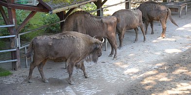 Pokazowa zagroda żubrów w Pszczynie. Propozycja na letni wypad-11286