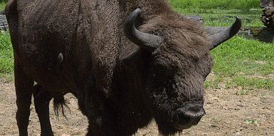 Oko w oko z królem lasu. Pokazowa zagroda żubrów zaprasza-11324