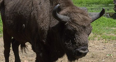 Oko w oko z królem lasu. Pokazowa zagroda żubrów zaprasza-11324