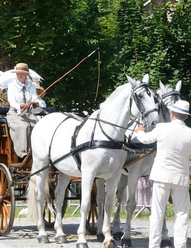 Koszęcin. Zawody w powożeniu i  zaprzęg dziesięciu koni-11443