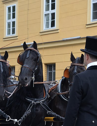 Konkurs powożenia w Koszęcinie i cofanie do garażu [ZDJĘCIA]-11472
