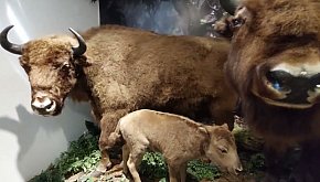 Pokazowa Zagroda Żubrów w Pszczynie
