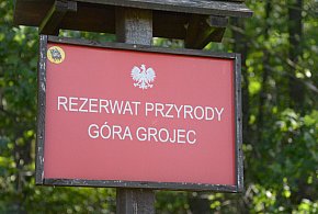 Rezerwat Góra Grojec w Nadleśnictwie Koszęcin-11799