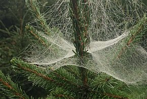 Kupujesz żywą choinkę na święta? Ten szczegół łatwo przeoczyć-12464