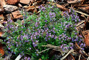 „Ekoprzedszkolak 2026” w woj. śląskim. Nowy konkurs WFOŚiGW w Katowicach