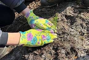 Mieszkańcy posadzili las z leśnikami w Lublińcu