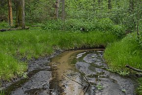 Rezerwat Cisy nad Liswartą znów dostępny dla turystów