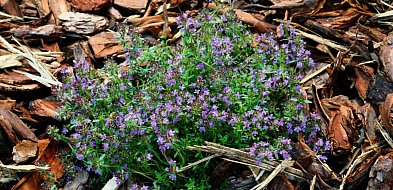 „Ekoprzedszkolak 2026” w woj. śląskim. Nowy konkurs WFOŚiGW w Katowicach