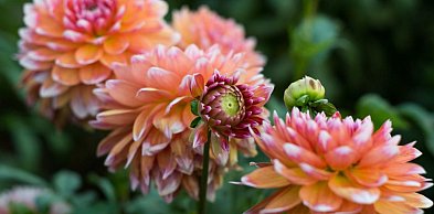 Pierwsze dalie w ogrodzie? Zobacz bezpieczny wybór Dalia Story ze sklepu Plantet