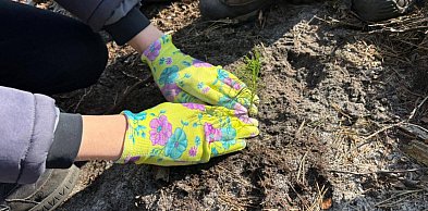 Mieszkańcy posadzili las z leśnikami w Lublińcu