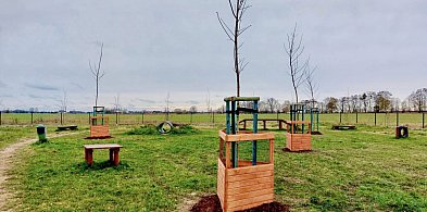 Posadzili drzewa na wybiegu dla psów-12462