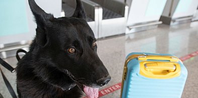 Lotnisko w Pyrzowicach. Awantura w samolocie, ewakuacja pasażerów-12529