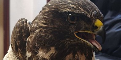 Powiat lubliniecki. Mieszkańcy i policjant uratowali myszołowa-12568